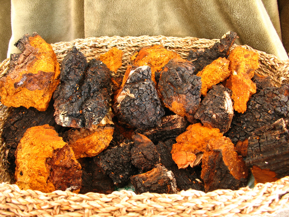 Chaga The Mushroom Of Immortality” Evolution Health And Fitness